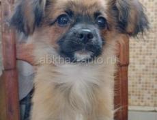 Срочно продаём щенка чихуахуа 