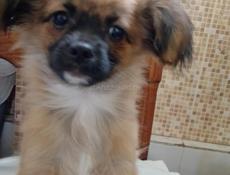 Срочно продаём щенка чихуахуа 