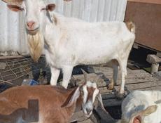 Козы дойные и молодые козлята