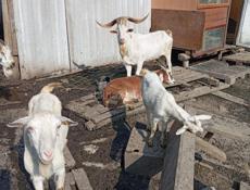 Козы дойные и молодые козлята