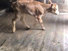 Продаётся месячный телёнок ,телочка