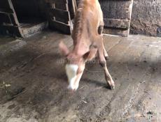 Продаётся месячный телёнок ,телочка