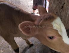 Продаётся месячный телёнок ,телочка