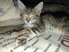 в добрые ручки 