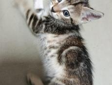 в добрые ручки 