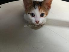 в добрые ручки 