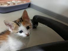 в добрые ручки 