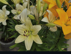 Цветы лилии , пионы , и многое другое 