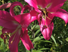 Цветы лилии , пионы , и многое другое 