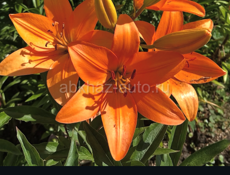 Цветы лилии , пионы , и многое другое 