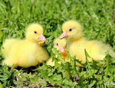 Гусята Линда