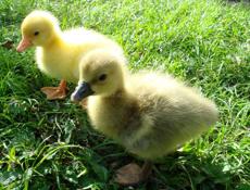 Гусята Линда