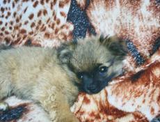 Пропала собака 