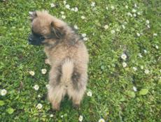 Пропала собака 