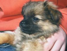 Пропала собака 