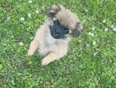 Пропала собака 