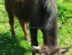 Продаётся бычок 55 кг. 40.т.звлните суда. +79409631667.