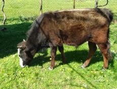 Продаётся бычок 55 кг. 40.т.звлните суда. +79409631667.