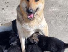 Щенки Немецкой овчарки