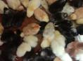 Цеплята на продажу 