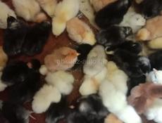 Цеплята на продажу 