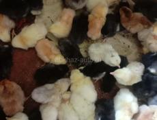 Цеплята на продажу 