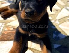 Королевский Ротвейлер