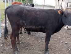 Продаётся бычок 
