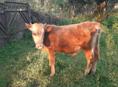 Продаётся бычок 