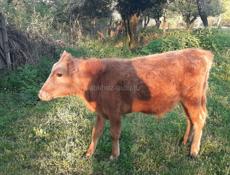 Продаётся бычок 