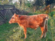 Продаётся бычок 