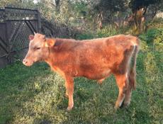 Продаётся бычок 