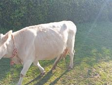 Продается корова 