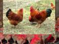 Цыплята Редбро 