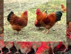 Цыплята Редбро 