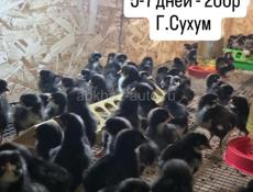 Цыплята Редбро 