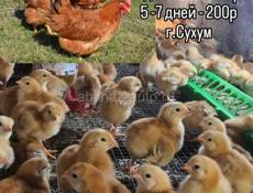 Цыплята Редбро 