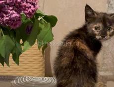 Девочки_сестрички. 1, 5 месяца.