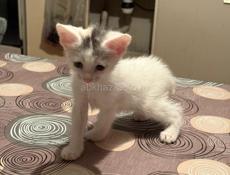 Девочки_сестрички. 1, 5 месяца.