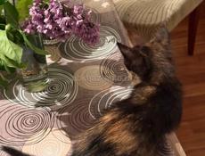 Девочки_сестрички. 1, 5 месяца.