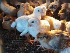 Продаю цыплят