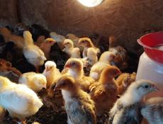 Продаю цыплят