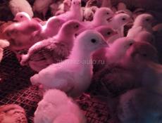 Продаю цыплят