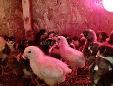 Продаю цыплят