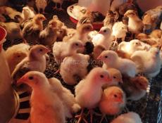 Продаю цыплят