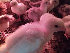 Продаю цыплят