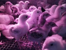 Продаю цыплят