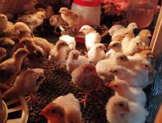 Продаю цыплят