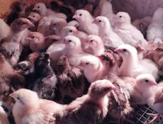 Продаю цыплят