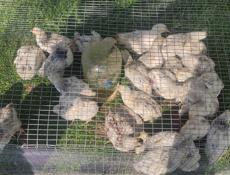 Продаю цыплят петушков им 1.5 месяца